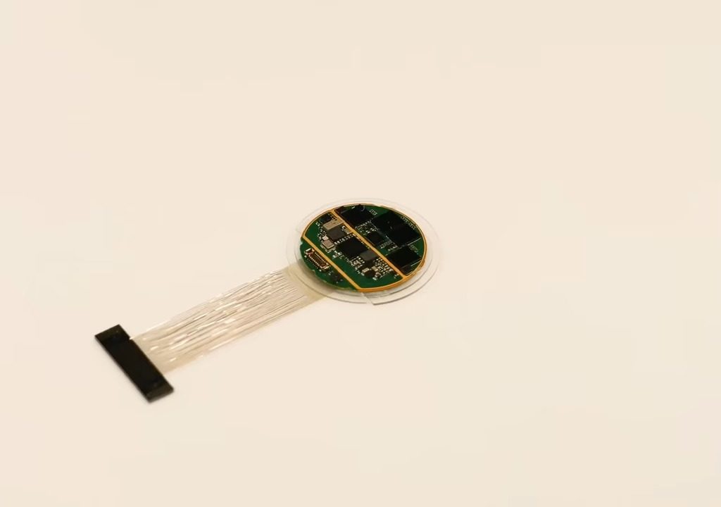 Musk cerca cavie umane per testare il chip cerebrale: nei test sono morti 1.500 animali