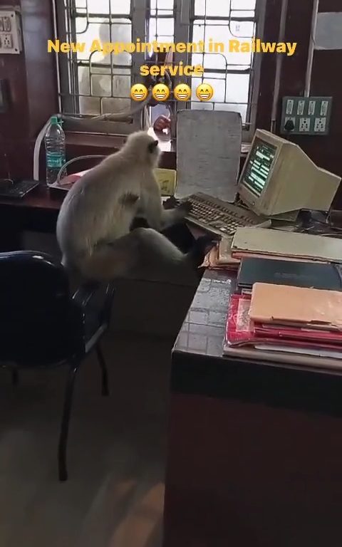 India scimmie "lavorano" negli uffici delle ferrovie