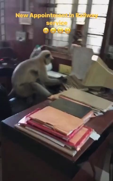 India scimmie "lavorano" negli uffici delle ferrovie