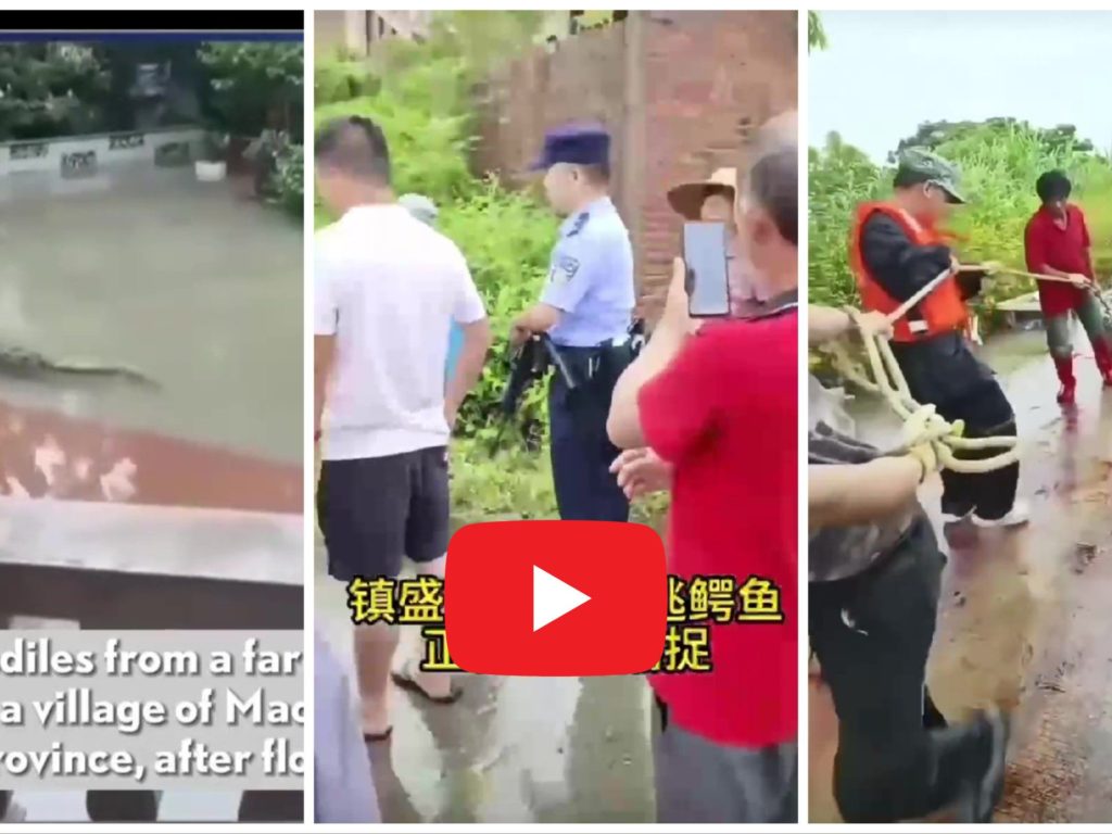 Coccodrilli fuggiti da fattoria dopo inondazione: cittadini chiusi in casa