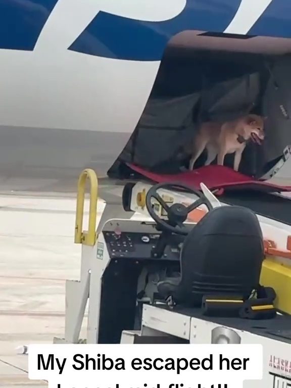 Cane fuggito dal trasportino si presenta al portellone bagagli "ridendo"