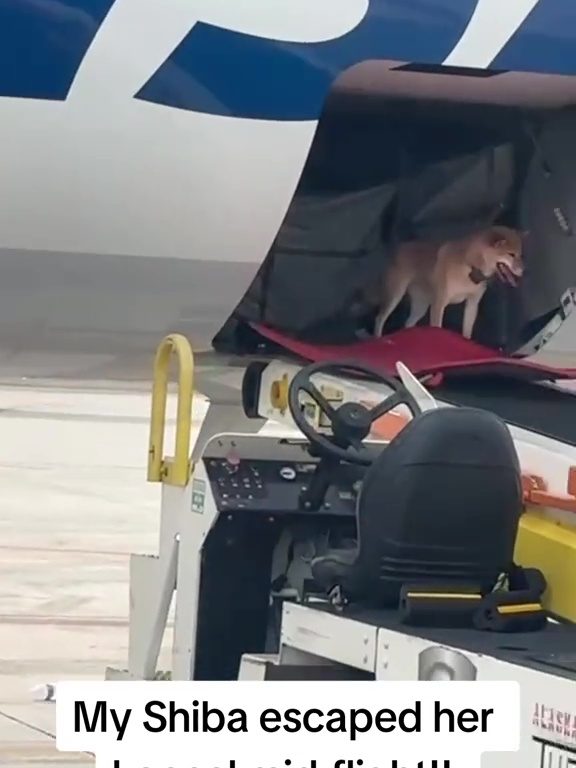 Cane fuggito dal trasportino si presenta al portellone bagagli "ridendo"
