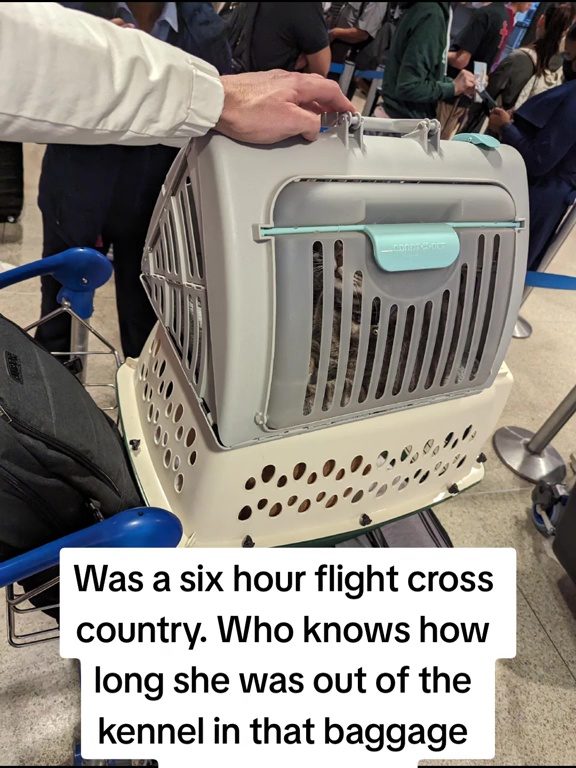 Cane fuggito dal trasportino si presenta al portellone bagagli "ridendo"