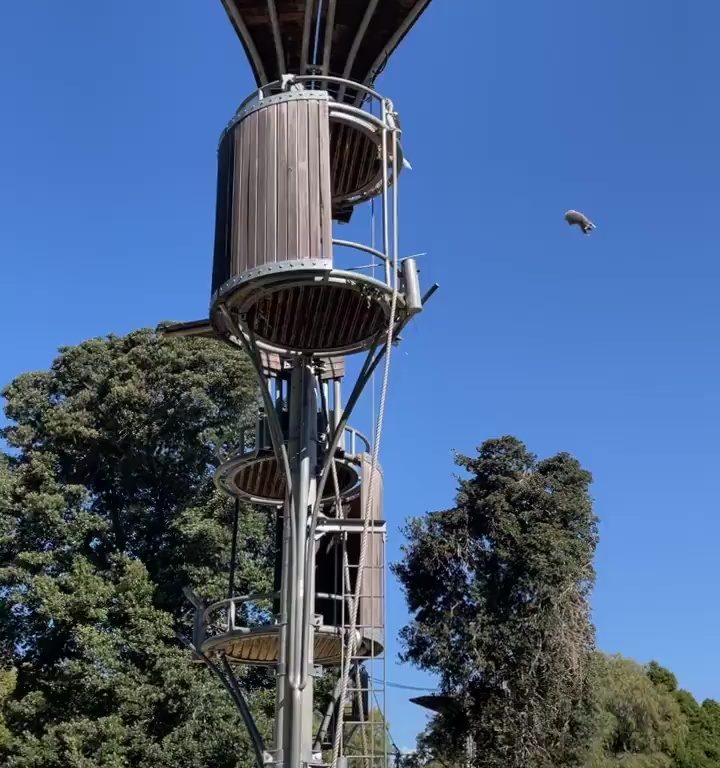 Orangotango scaglia opossum fuori dal recinto: panico allo zoo