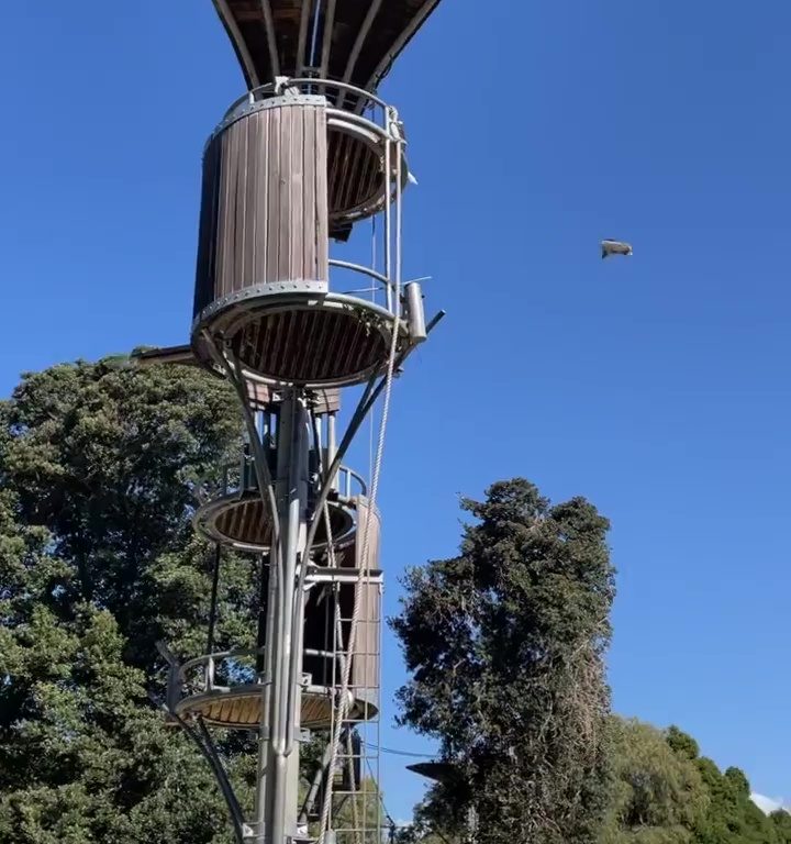 Orangotango scaglia opossum fuori dal recinto: panico allo zoo