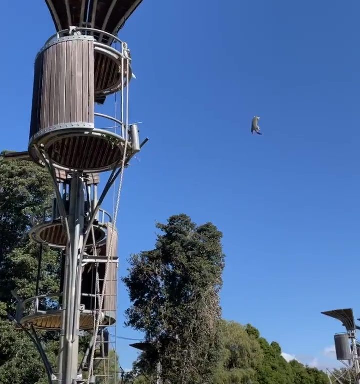 Orangotango scaglia opossum fuori dal recinto: panico allo zoo