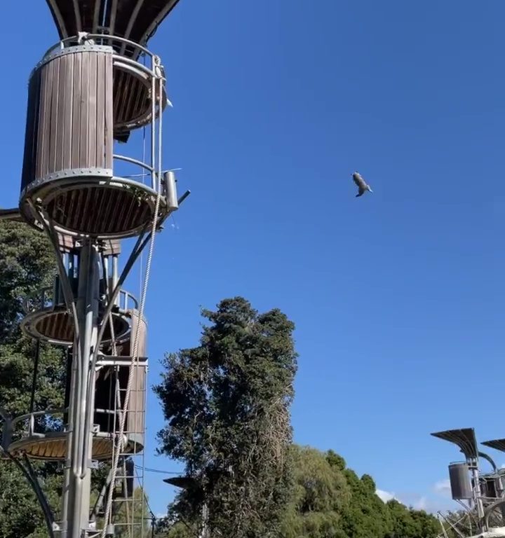 Orangotango scaglia opossum fuori dal recinto: panico allo zoo