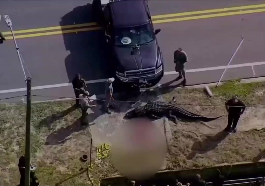 Alligatore in strada con corpo umano tra le fauci: polizia gli spara