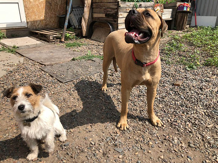 Cane abbandonato cammina per 200 km per tornare a casa: trovato in lacrime