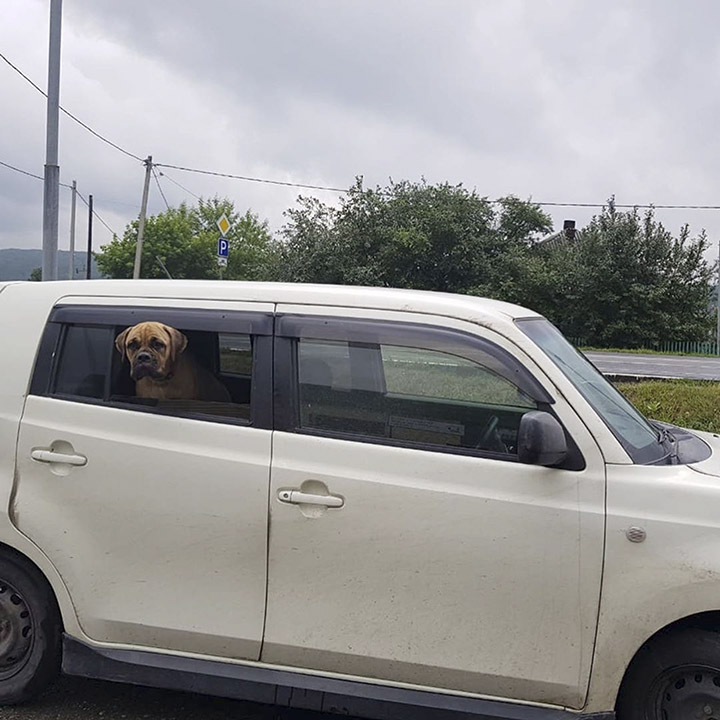 Cane abbandonato cammina per 200 km per tornare a casa: trovato in lacrime