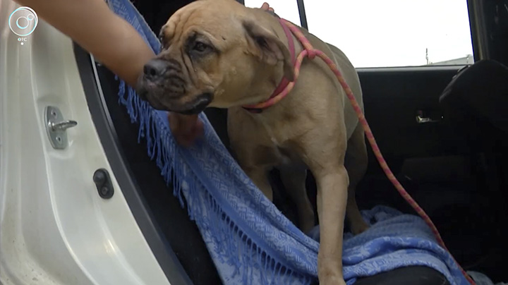 Cane abbandonato cammina per 200 km per tornare a casa: trovato in lacrime