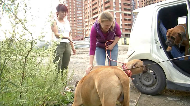 Cane abbandonato cammina per 200 km per tornare a casa: trovato in lacrime