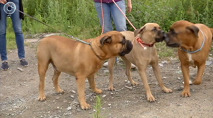 Cane abbandonato cammina per 200 km per tornare a casa: trovato in lacrime