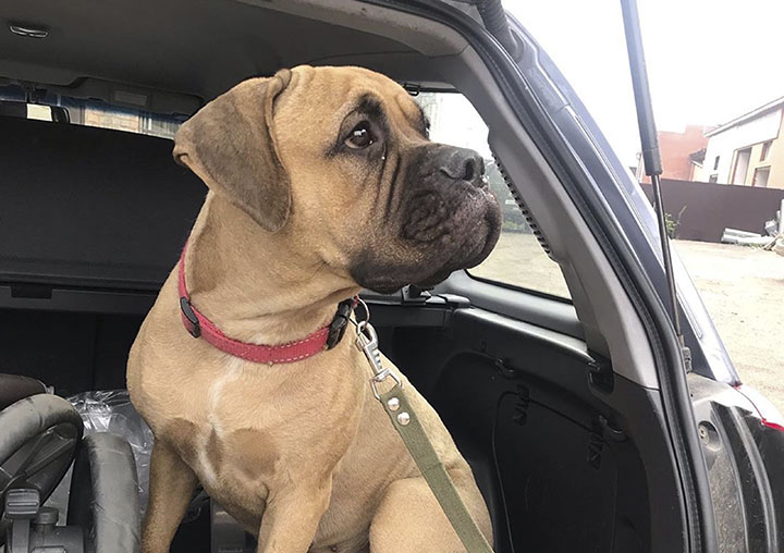 Cane abbandonato cammina per 200 km per tornare a casa: trovato in lacrime