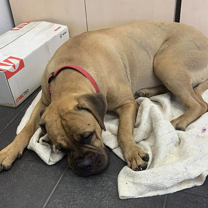 Cane abbandonato cammina per 200 km per tornare a casa: trovato in lacrime