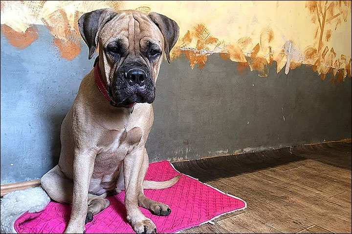 Cane abbandonato cammina per 200 km per tornare a casa: trovato in lacrime