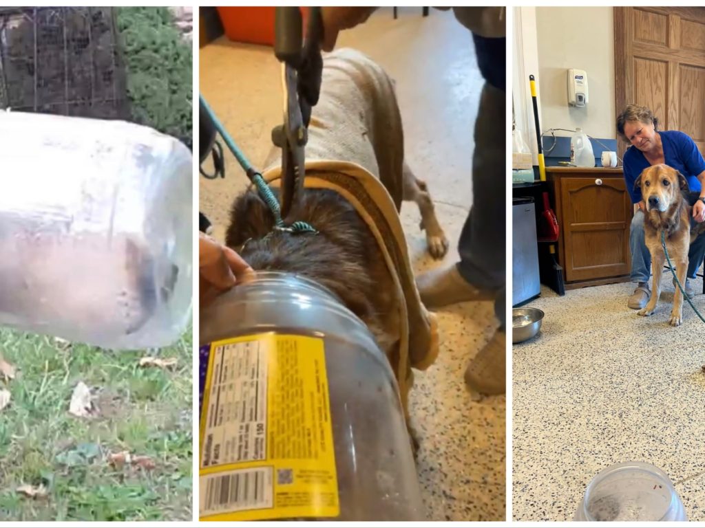 Cane con la testa incastrata nel barattolo: stava morendo di fame, salvato
