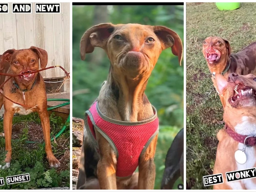 Picasso e Newt, cani disabili salvati dall'eutanasia e ora amici per la pelle