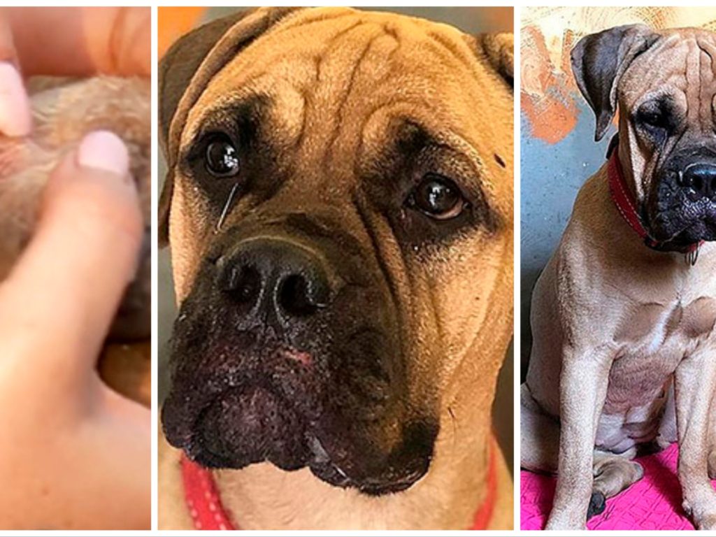 Cane abbandonato cammina per 200 km per tornare a casa: trovato in lacrime