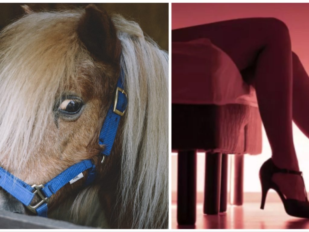 Organizza notte d'amore con una escort e un pony: arrestato per violenza su animali