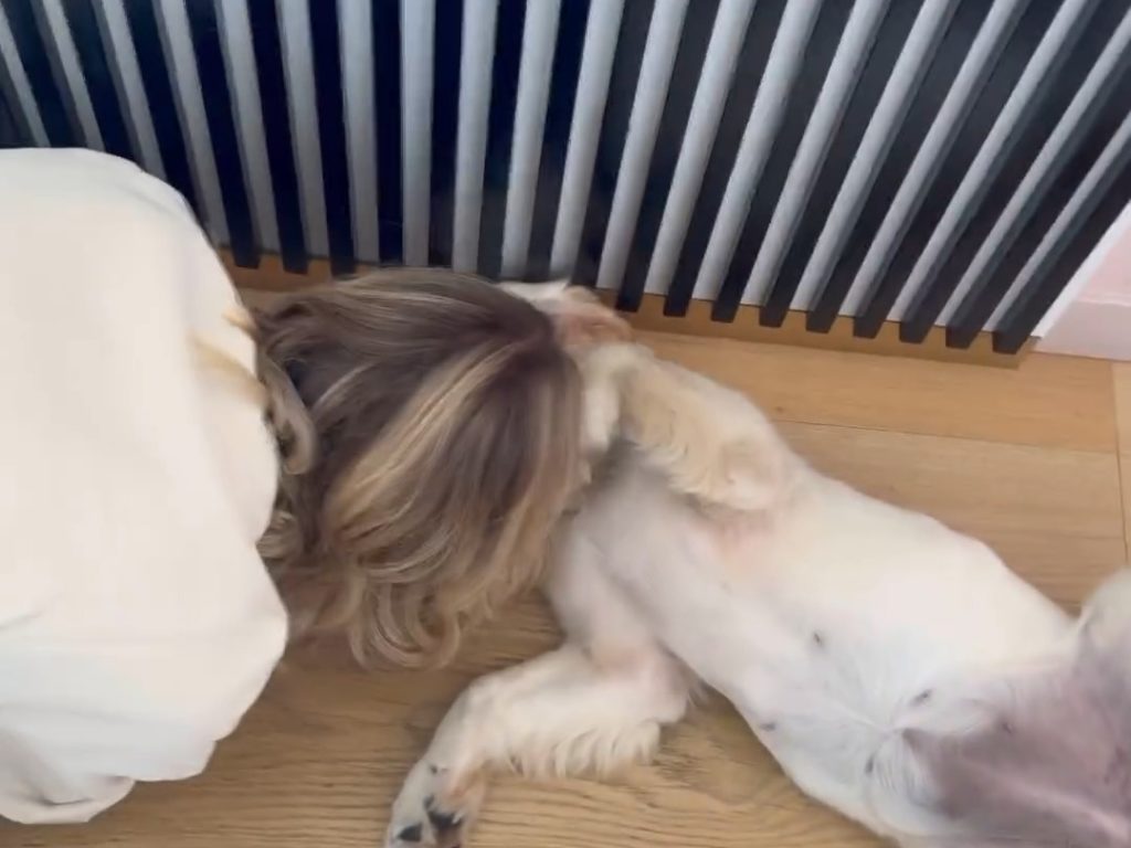 "Dramma" in casa Ferragnez, il cane sul letto lascia un ricordino