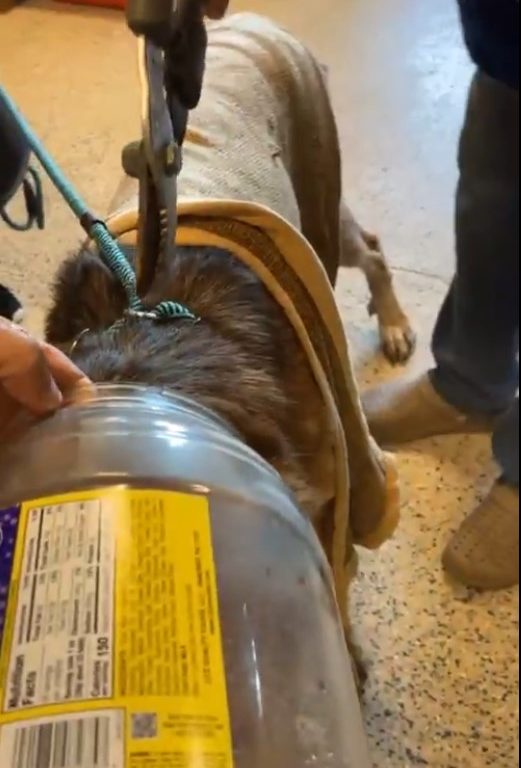 Cane con la testa incastrata nel barattolo: stava morendo di fame, salvato
