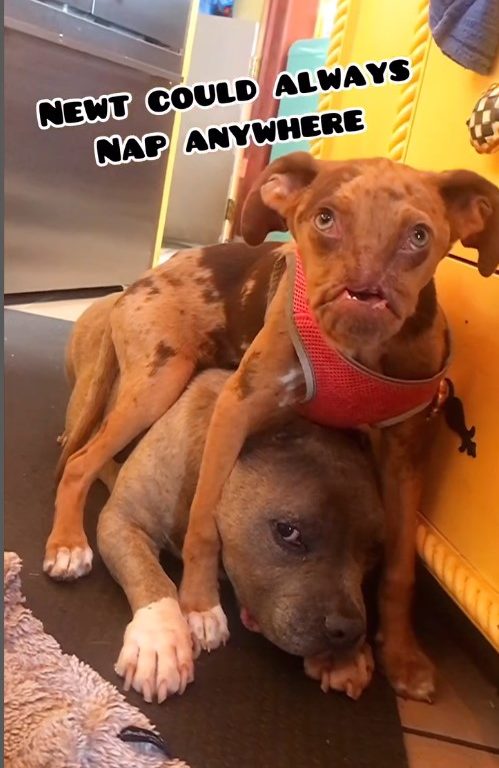 Picasso e Newt, cani disabili salvati dall'eutanasia e ora amici per la pelle