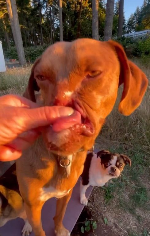 Picasso e Newt, cani disabili salvati dall'eutanasia e ora amici per la pelle