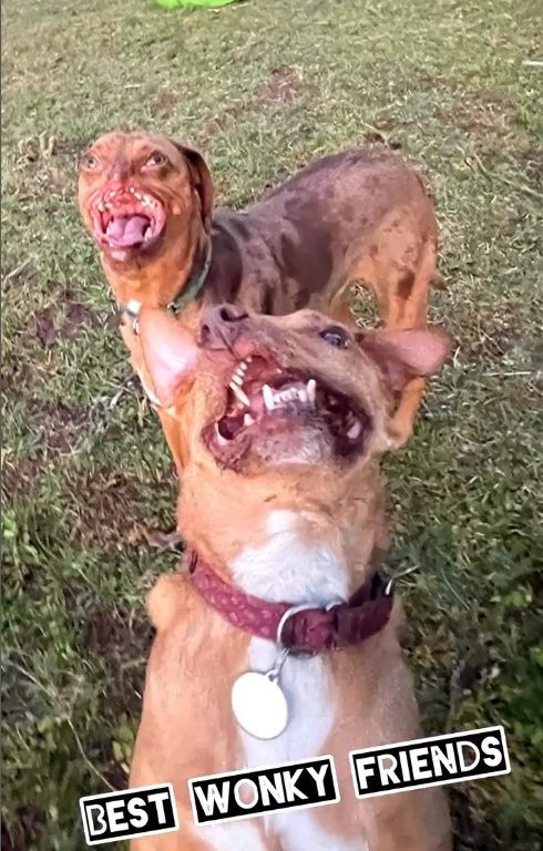 Picasso e Newt, cani disabili salvati dall'eutanasia e ora amici per la pelle