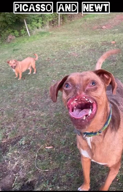 Picasso e Newt, cani disabili salvati dall'eutanasia e ora amici per la pelle