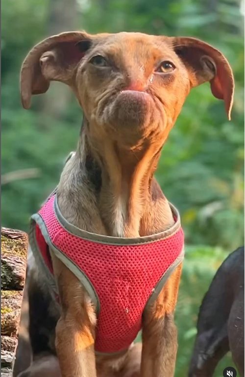 Picasso e Newt, cani disabili salvati dall'eutanasia e ora amici per la pelle