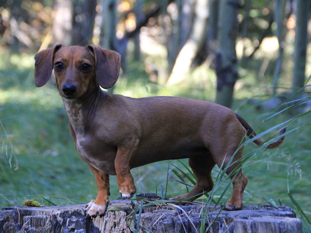 Bassotto - Corpi lunghi, grandi personalità e pieni di malizia. Sebbene siano un cane indipendente e possa sembrare che non abbiano bisogno di te; possono soffrire molto di ansia da separazione. Seguire un piano strutturato coerente su come affrontare la permanenza a casa da soli fin dalla tenera età, aiuterà davvero con questi cuccioli. Suggerimento: uno dei maggiori ostacoli per i cani con ansia da separazione è che i proprietari escono dalla porta principale. Per loro, la porta d'ingresso è un portale che ti ingoia completamente in un'altra dimensione dalla quale potresti non tornare mai più. Per aiutarli a smettere di considerare la porta come una cosa terribile, dobbiamo intraprendere un processo chiamato desensibilizzazione.