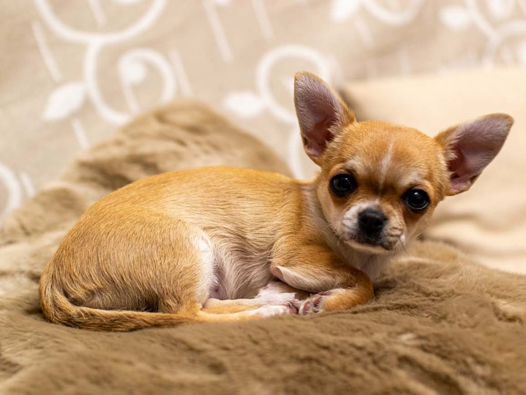 Chihuahua - I Chihuahua sono ottimi cagnolini coccolati; i loro piccoli corpi sono il perfetto compagno del divano. Tuttavia, nonostante siano intelligenti e abbiano il cervello più grande (rispetto alla loro taglia) tra tutti i cani, sono spesso più inclini all’ansia da separazione. Una formazione costante e precoce su come stare a casa da soli sarà fondamentale per questi cuccioli. Suggerimento: assicurarti che il tuo cucciolo sia ben nutrito prima di uscire di casa aiuterà a ridurre i livelli di ansia. Sai quanto è terribile questa sensazione. Un basso livello di zucchero nel sangue rende tutti irritabili, quindi assicurati che abbiano la pancia piena!