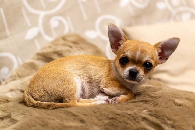 Chihuahua - I Chihuahua sono ottimi cagnolini coccolati; i loro piccoli corpi sono il perfetto compagno del divano. Tuttavia, nonostante siano intelligenti e abbiano il cervello più grande (rispetto alla loro taglia) tra tutti i cani, sono spesso più inclini all’ansia da separazione. Una formazione costante e precoce su come stare a casa da soli sarà fondamentale per questi cuccioli. Suggerimento: assicurarti che il tuo cucciolo sia ben nutrito prima di uscire di casa aiuterà a ridurre i livelli di ansia. Sai quanto è terribile questa sensazione. Un basso livello di zucchero nel sangue rende tutti irritabili, quindi assicurati che abbiano la pancia piena!