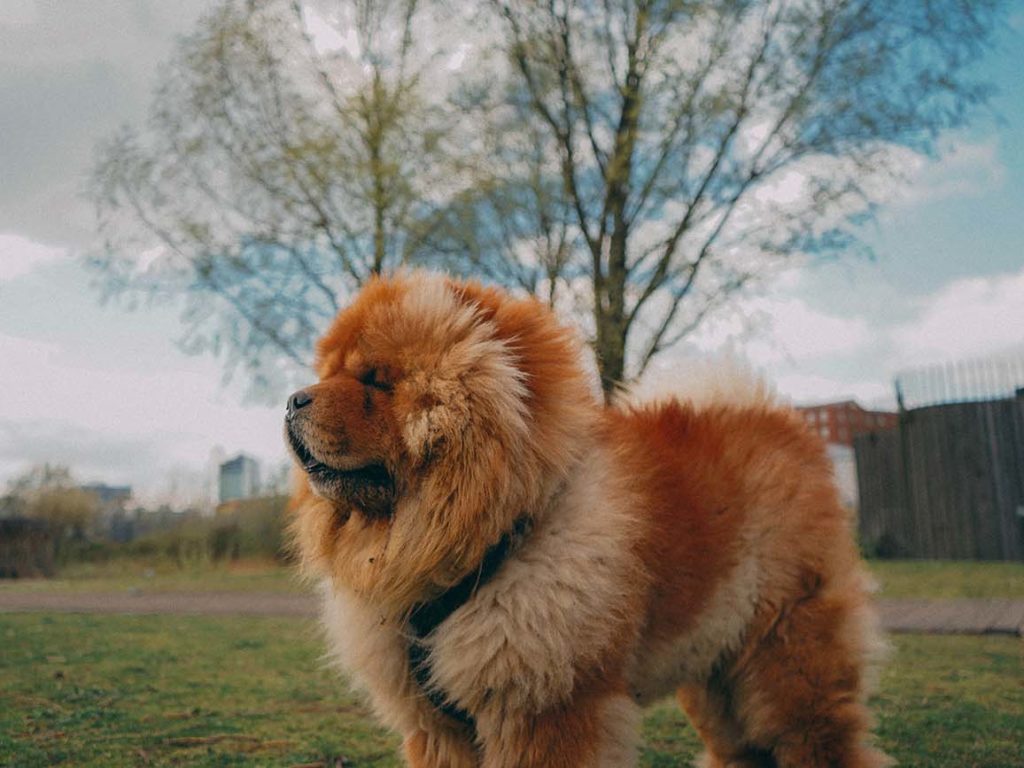 Chow chow - Anche se possono sembrare soffici e teneri, i chow chow mostrano tipicamente una natura riservata e autosufficiente. Questa caratteristica li rende più adatti a essere lasciati soli poiché non richiedono tanto affetto fisico quanto le altre razze. Questo ovviamente non significa che puoi lasciare il tuo cucciolo da solo per giorni interi, ma questa particolare razza non soffrirà troppo se vuoi andare a cena, a patto che gli sia stato insegnato come essere lasciato a casa da solo. Suggerimento: i suoni possono essere un ottimo succhietto per un cane ansioso. Le stazioni radio come Radio 4 o Classic FM sono piuttosto buone, oppure potresti cercare playlist Youtube di ore lunghe create appositamente per il relax del cane - basta non riprodurre sempre la stessa cosa - nessuno ha bisogno di un lombrico.