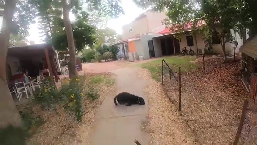 attacco di Hamas registrato con le GoPro: nemmeno i cani sono risparmiati