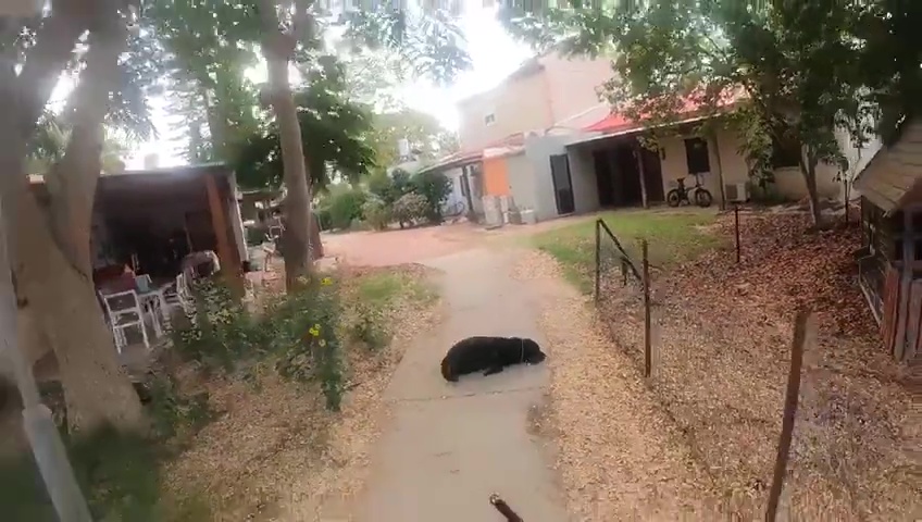attacco di Hamas registrato con le GoPro: nemmeno i cani sono risparmiati