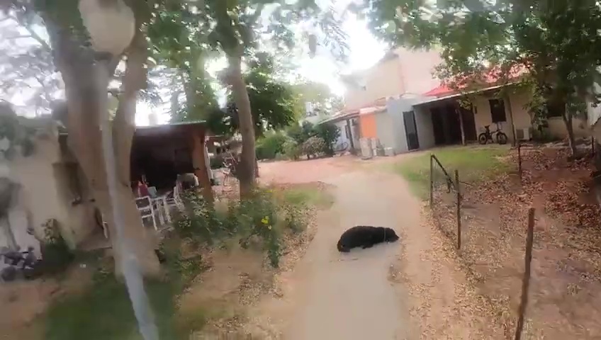 attacco di Hamas registrato con le GoPro: nemmeno i cani sono risparmiati