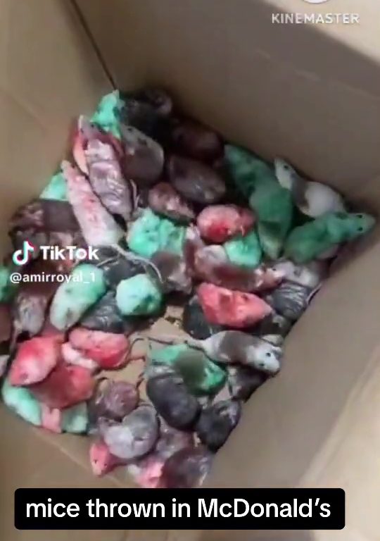Filo palestinesi liberano dozzine topi vivi in un McDonald's: "E' solo il primo"