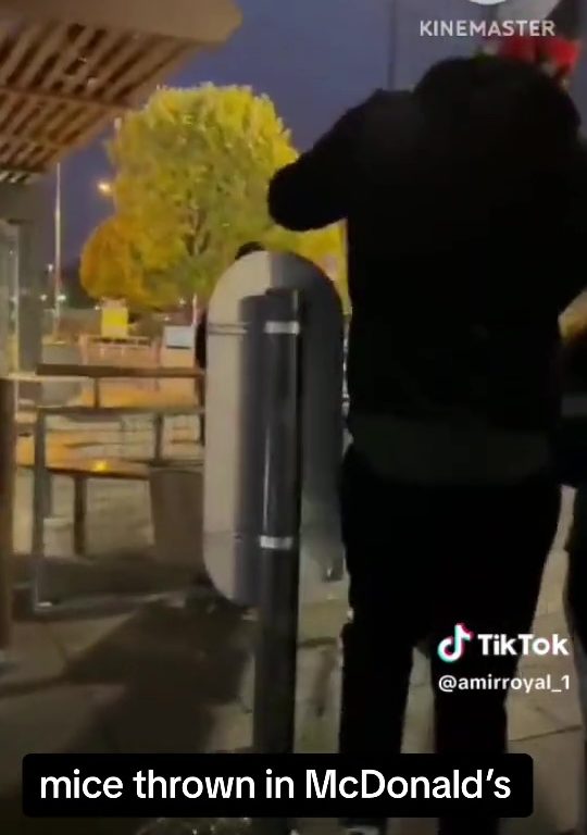 Filo palestinesi liberano dozzine topi vivi in un McDonald's: "E' solo il primo"