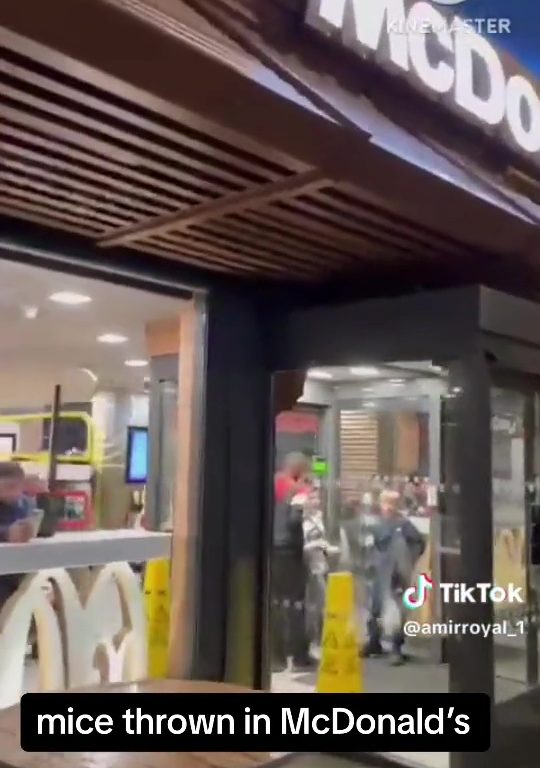 Filo palestinesi liberano dozzine topi vivi in un McDonald's: "E' solo il primo"