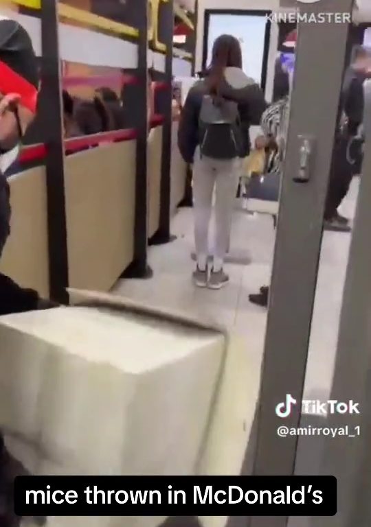 Filo palestinesi liberano dozzine topi vivi in un McDonald's: "E' solo il primo"
