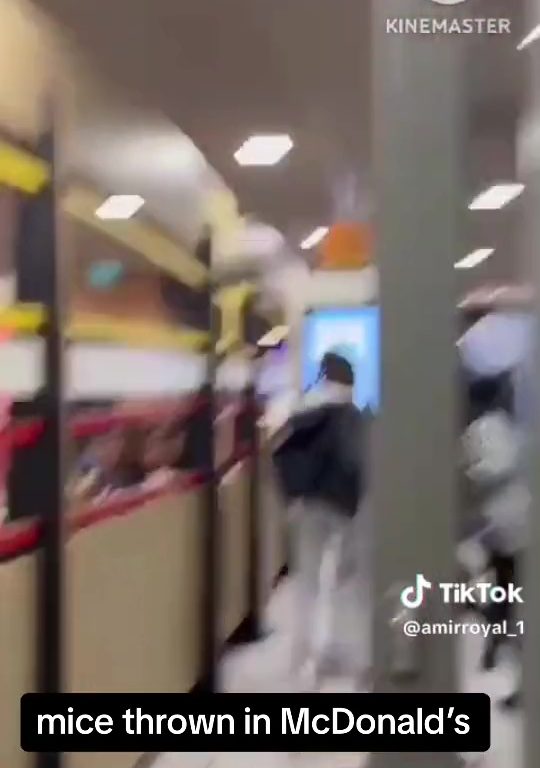 Filo palestinesi liberano dozzine topi vivi in un McDonald's: "E' solo il primo"