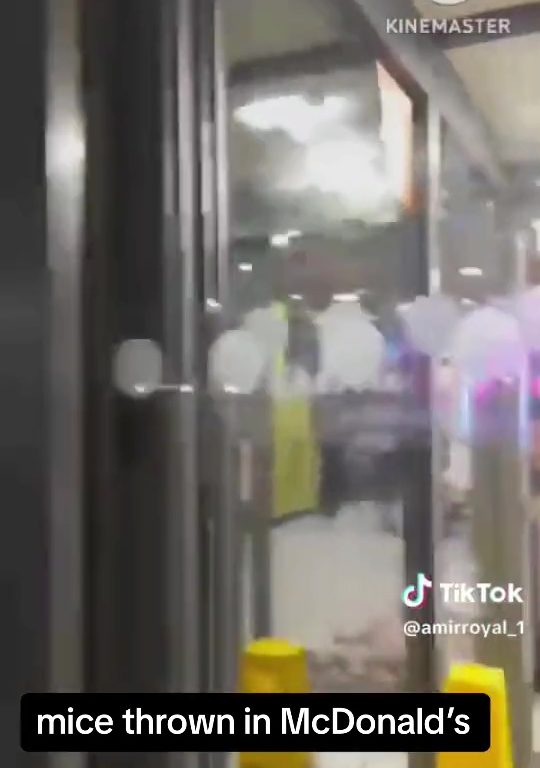 Filo palestinesi liberano dozzine topi vivi in un McDonald's: "E' solo il primo"