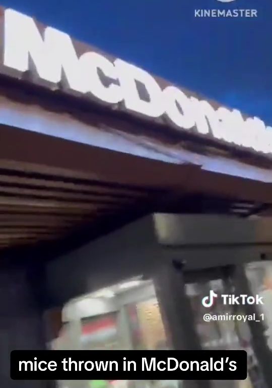 Filo palestinesi liberano dozzine topi vivi in un McDonald's: "E' solo il primo"