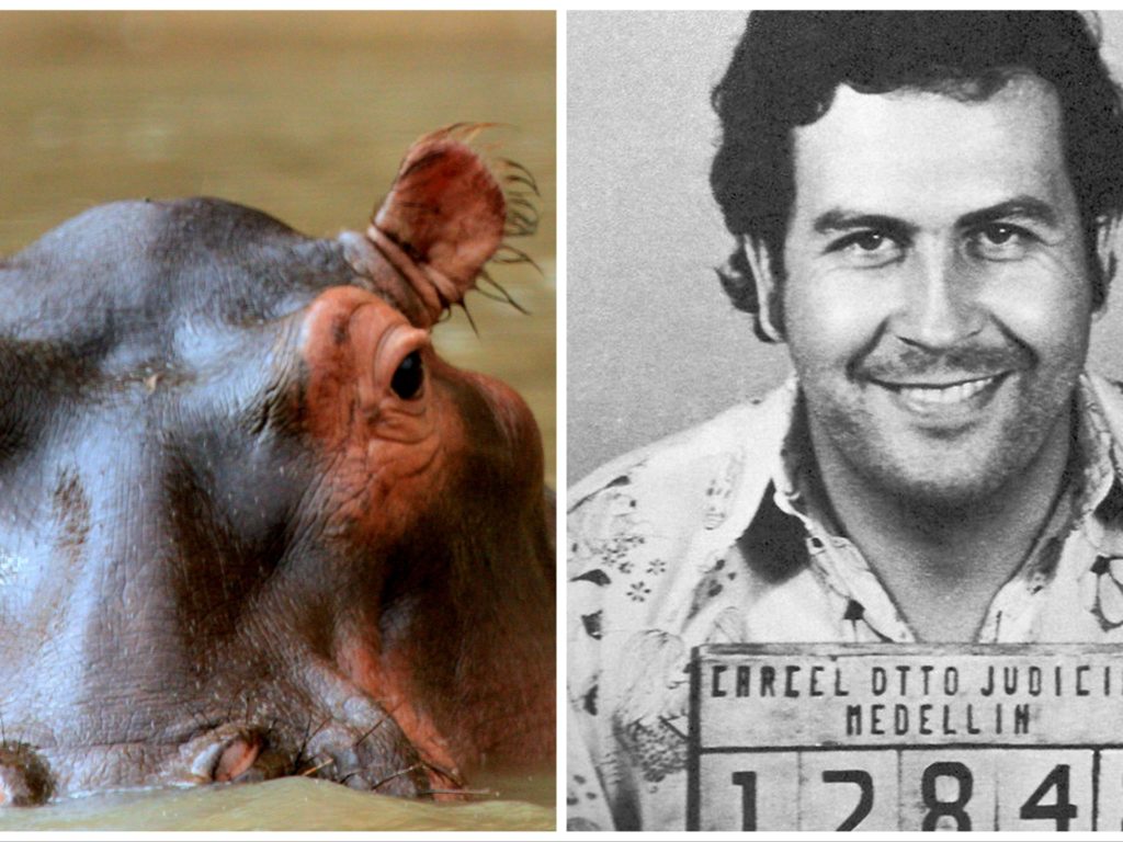 La Colombia ha iniziato a castrare gli ippopotami di Escobar