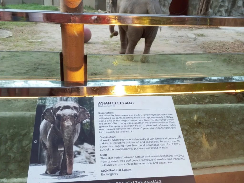 Morta l'elefantessa più triste del mondo: 43 anni da sola in uno zoo