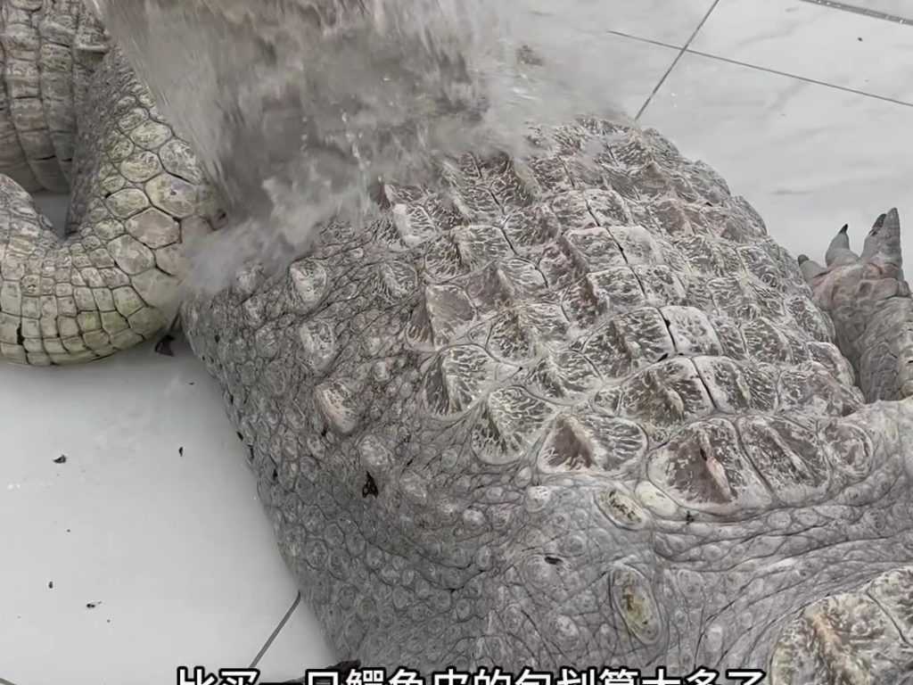 Macella e cucina alligatore di 90 kg in un video virale: food blogger nella tempesta