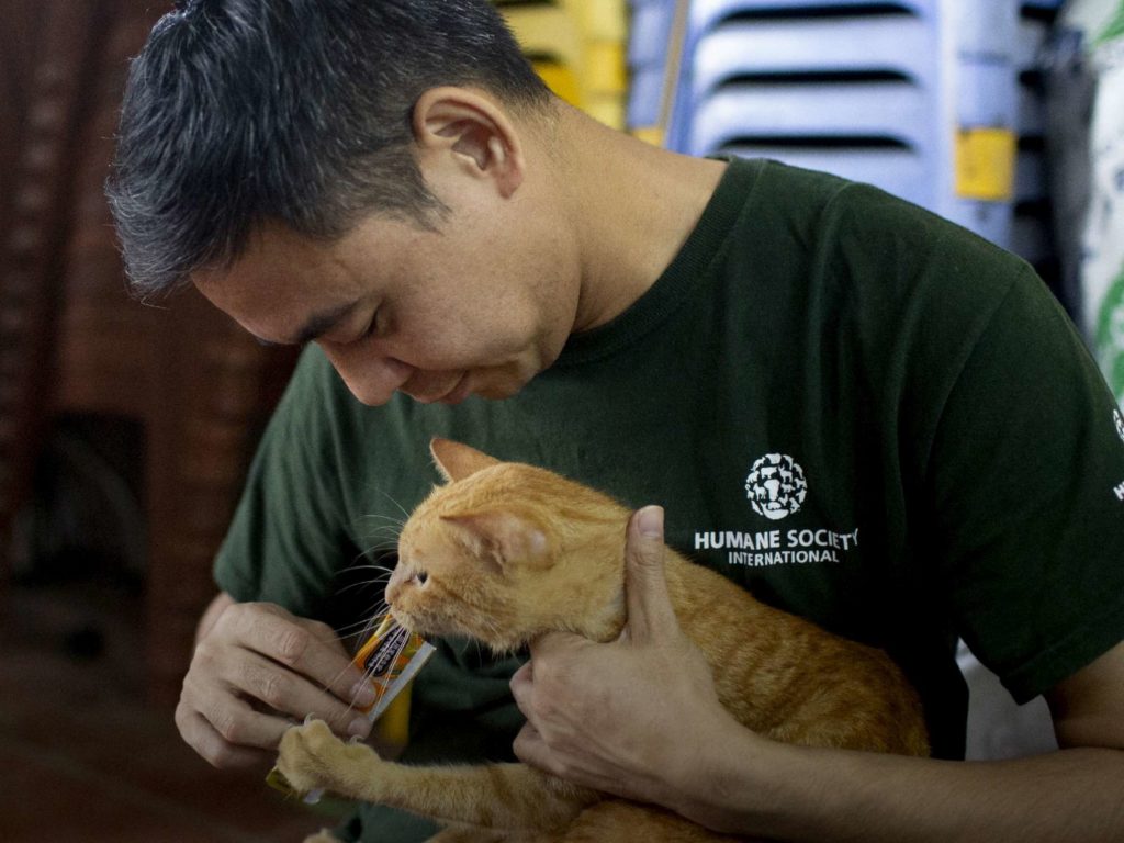 Animalisti chiudono ristorante che serviva zuppa di gatto