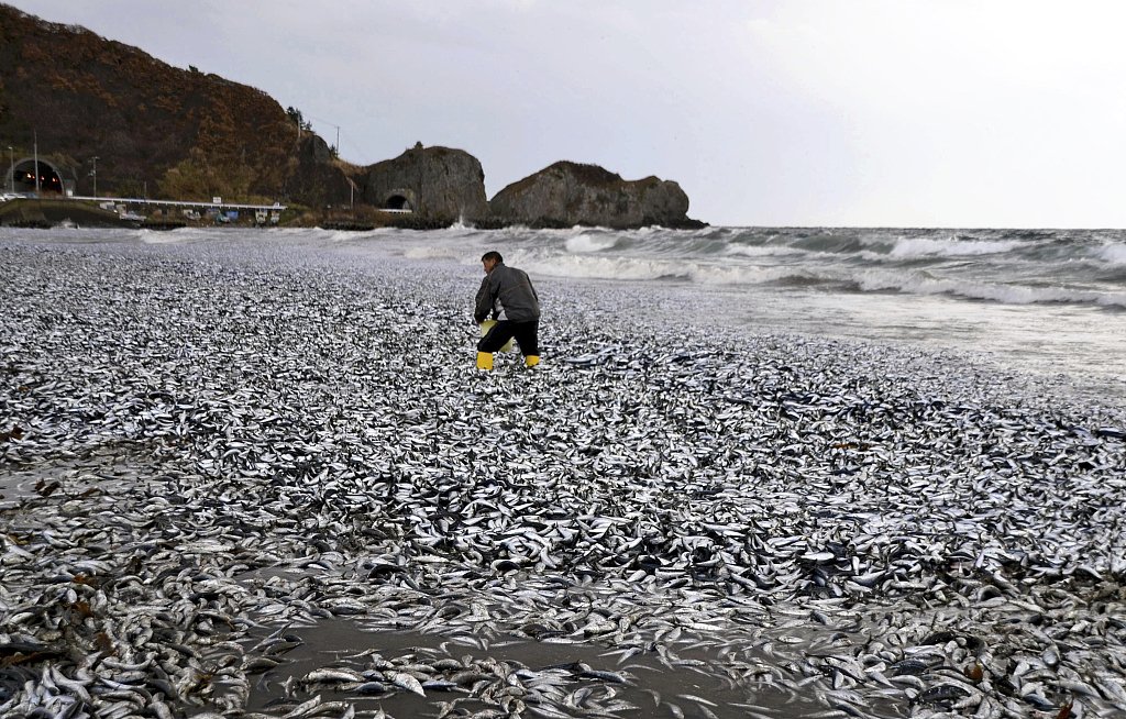 Giallo a Hokkaido, migliaia di tonnellate di pesci morti in spiaggia